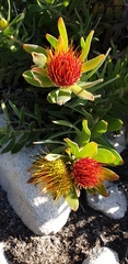 Leucospermum oleifolium