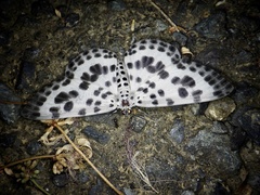 Antipercnia albinigrata