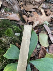 Isotria verticillata