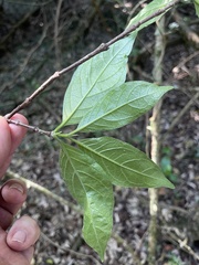 Vangueria bowkeri