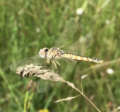 Selysiothemis nigra