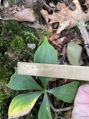 Isotria verticillata