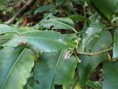 Ardisia cornudentata morrisonensis