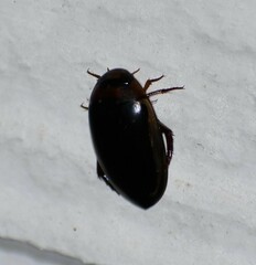 Hydaticus bimarginatus