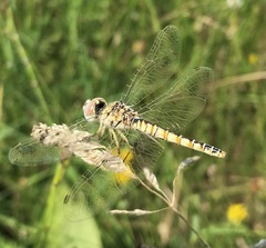 Selysiothemis nigra