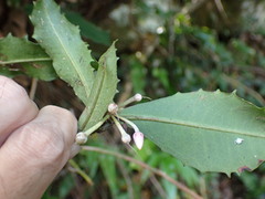 Ardisia cornudentata morrisonensis