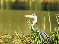 Ardea cinerea