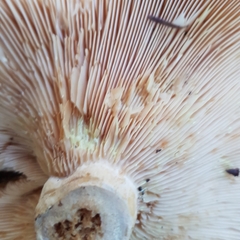 Lactarius intermedius
