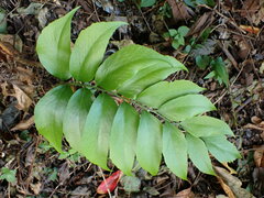 Cyrtomium devexiscapulae