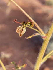 Eriogonum alatum