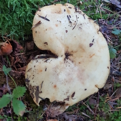 Lactarius intermedius