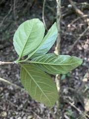 Vangueria bowkeri