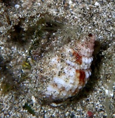 Dardanus lagopodes