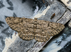 Hypomecis transcissa