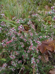 Symphyotrichum lateriflorum