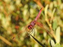 Trithemis annulata
