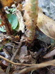 Cyrtomium devexiscapulae