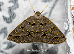 Psyra angulifera