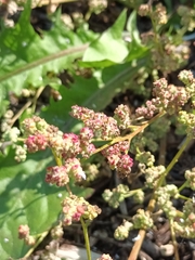 Chenopodium album