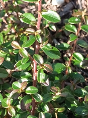 Cotoneaster × suecicus