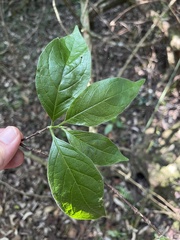 Vangueria bowkeri