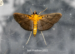 Filodes fulvidorsalis