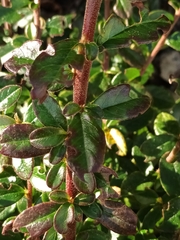 Cotoneaster × suecicus