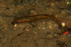 Gasterosteus aculeatus aculeatus