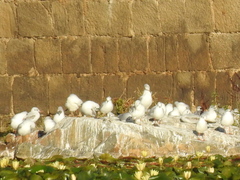 Chroicocephalus ridibundus