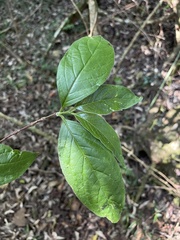 Vangueria bowkeri