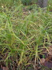 Carex muskingumensis