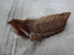 Megalopyginae