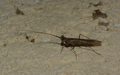 Mantoida