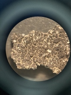 iNaturalist observation photo of Common Lichens