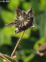 Anoda cristata