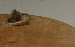 Lepidodes