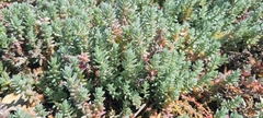 Chenolea diffusa