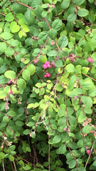 Symphoricarpos orbiculatus