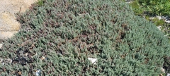 Chenolea diffusa