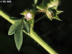 Anoda cristata