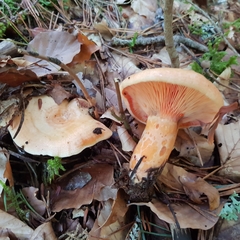 Lactarius salmonicolor