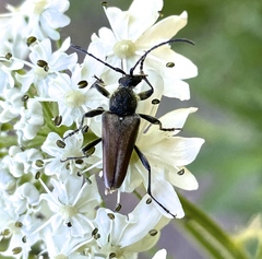 Lepturobosca
