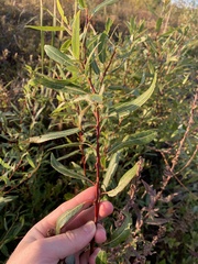 Salix petiolaris