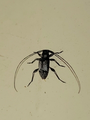 Hyperplatys maculatus