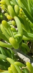 Senecio sarcoides