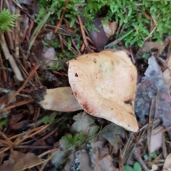 Lactarius sanguifluus