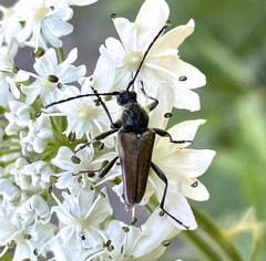 Lepturobosca