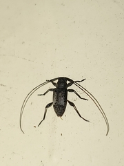 Hyperplatys maculatus