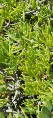 Senecio sarcoides