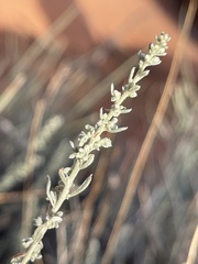 Artemisia bigelovii